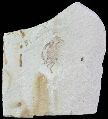 Fossil Pea Crab (Pinnixa) From California - Miocene #63730